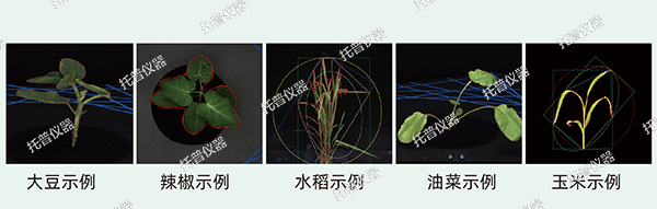 植物数字表型采集分析系统—高通量、高精度，植物表型测量理想之选!